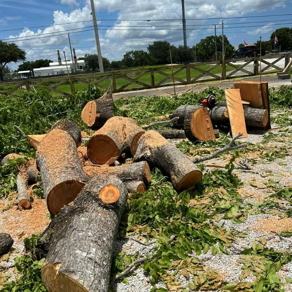 Professional Tree Removal Services in Jupiter, FL - Evertree Service (12)