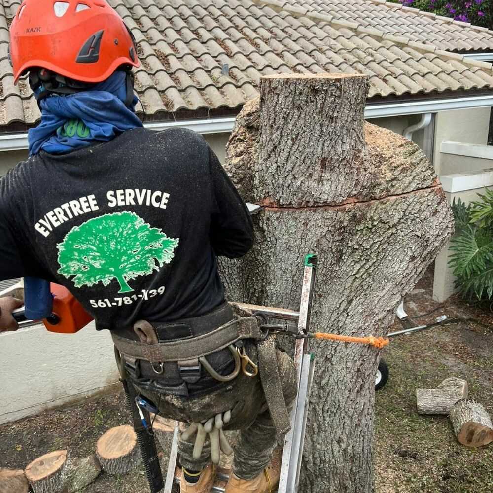 Professional Tree Removal Services in Jupiter, FL - Evertree Service (8)