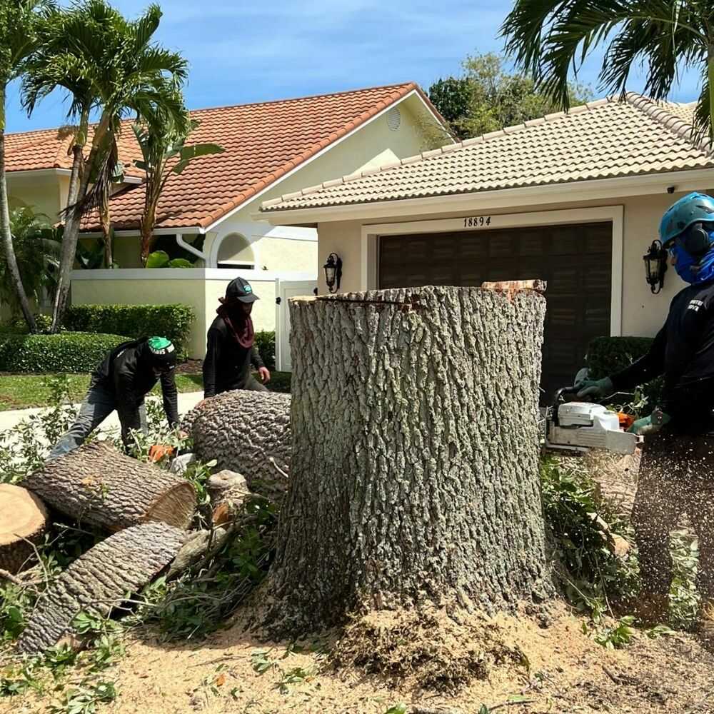 Professional Tree Removal Services in Jupiter, FL - Evertree Service (9)