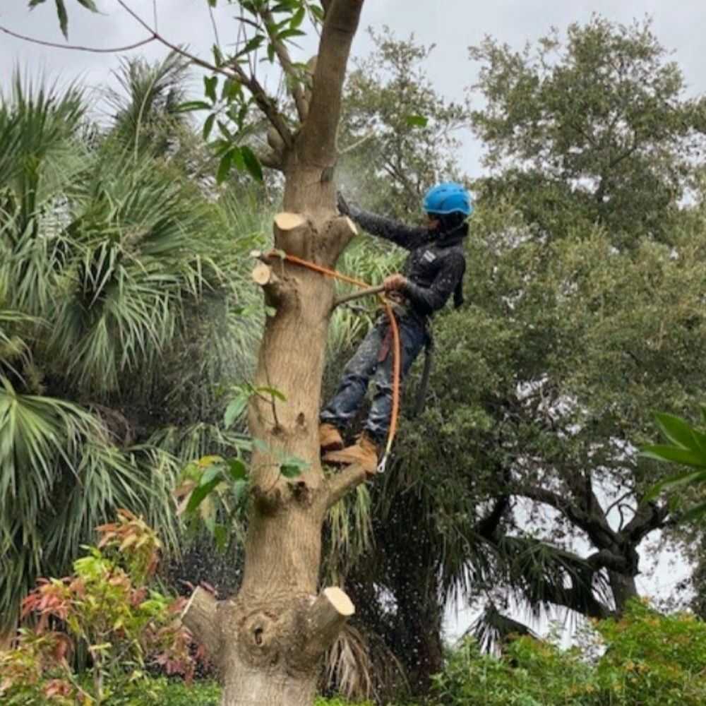 Professional Tree Trimming Services in Jupiter, FL - Evertree Service (7)