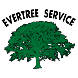 Best Tree Service in Jupiter - Evertree Service
