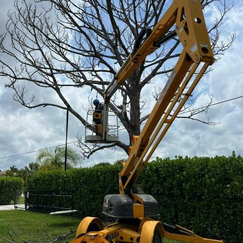 tree-trimming-services